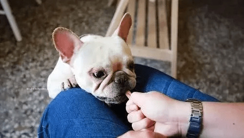 最喜欢咬手的小型犬,有小孩子的家中留意了,最终这种最几十人养 最喜欢咬手的小型犬,有小孩子的家中留意了,最终这种最几十人养