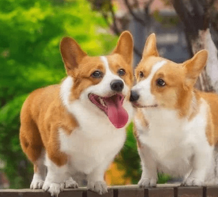 最喜欢咬手的小型犬,有小孩子的家中留意了,最终这种最几十人养 最喜欢咬手的小型犬,有小孩子的家中留意了,最终这种最几十人养