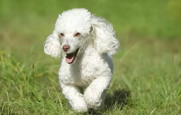 最喜欢咬手的小型犬,有小孩子的家中留意了,最终这种最几十人养 最喜欢咬手的小型犬,有小孩子的家中留意了,最终这种最几十人养