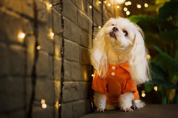 养宠物怕掏钱,这6种狗价格划算又易养,最该下手 养宠物怕掏钱,这6种狗价格划算又易养,最该下手