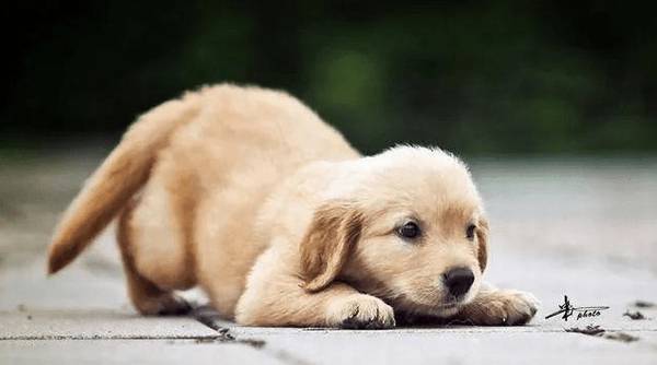 养公狗和母狗的八大区别,想养宠物的人要铭记,之后用得着 养公狗和母狗的八大区别,想养宠物的人要铭记,之后用得着