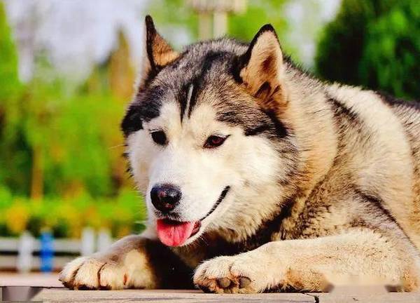 养公狗和母狗的八大区别,想养宠物的人要铭记,之后用得着 养公狗和母狗的八大区别,想养宠物的人要铭记,之后用得着