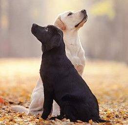 养黑狗好還是白狗好,这4个比照,一目了然 养黑狗好還是白狗好,这4个比照,一目了然