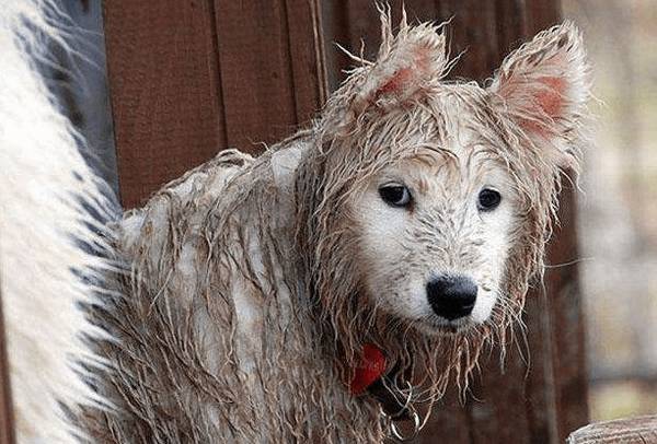 养黑狗好還是白狗好,这4个比照,一目了然 养黑狗好還是白狗好,这4个比照,一目了然