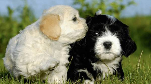 养黑狗好還是白狗好,这4个比照,一目了然 养黑狗好還是白狗好,这4个比照,一目了然