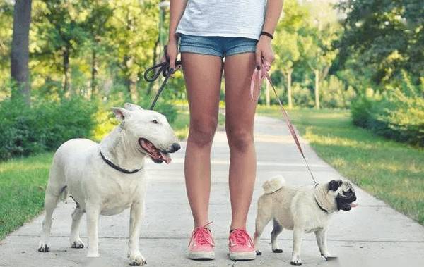 养公狗和母狗的八大区别,想养宠物的人要铭记,之后用得着 养公狗和母狗的八大区别,想养宠物的人要铭记,之后用得着