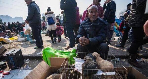 这6种状况的狗狗,再喜爱也不可以买,带回家你也就会后悔莫及 这6种状况的狗狗,再喜爱也不可以买,带回家你也就会后悔莫及