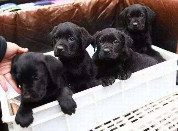 这6种状况的狗狗,再喜爱也不可以买,带回家你也就会后悔莫及 这6种状况的狗狗,再喜爱也不可以买,带回家你也就会后悔莫及