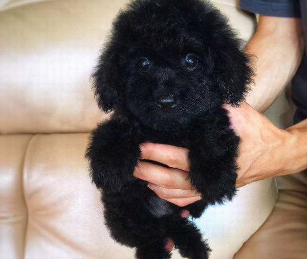 泰迪普遍的5种头发颜色,有家里狗狗吗? 泰迪普遍的5种头发颜色,有家里狗狗吗?