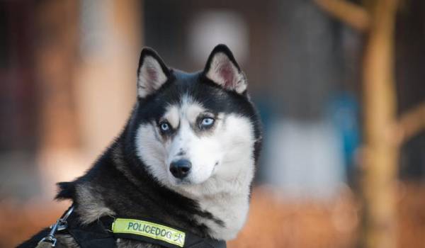 警犬和军犬的区别是啥?一分钟陪你掌握二者区别 警犬和军犬的区别是啥?一分钟陪你掌握二者区别