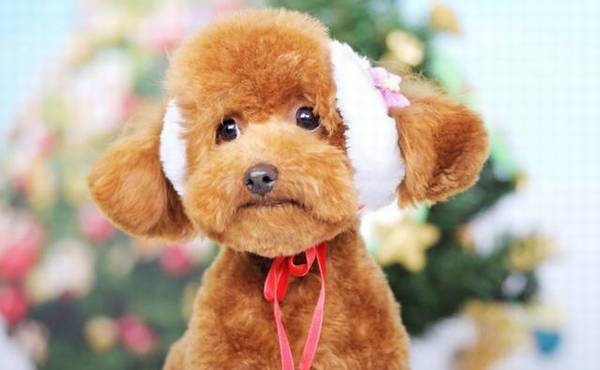 聪慧又火爆的小型犬除开小泰迪、博美、比熊犬,还有哪些呢 聪慧又火爆的小型犬除开小泰迪、博美、比熊犬,还有哪些呢