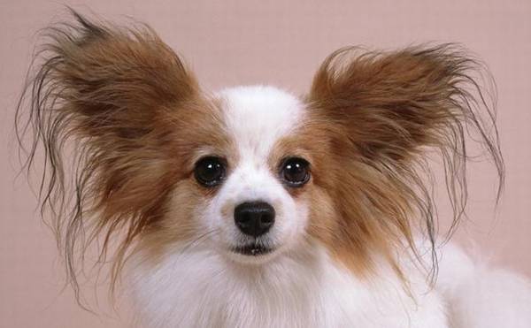 聪慧又火爆的小型犬除开小泰迪、博美、比熊犬,还有哪些呢 聪慧又火爆的小型犬除开小泰迪、博美、比熊犬,还有哪些呢