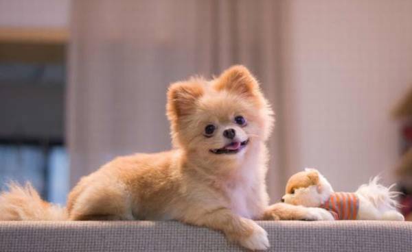 聪慧又火爆的小型犬除开小泰迪、博美、比熊犬,还有哪些呢 聪慧又火爆的小型犬除开小泰迪、博美、比熊犬,还有哪些呢