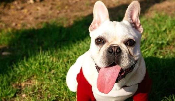 4种最合适看家护院的汪星人,最终后一种光看身型就足以吓退陌生人 4种最合适看家护院的汪星人,最终后一种光看身型就足以吓退陌生