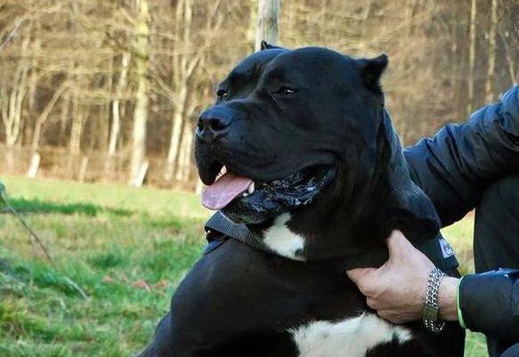 遭禁养的卡斯罗犬,你掌握是多少? 遭禁养的卡斯罗犬,你掌握是多少?