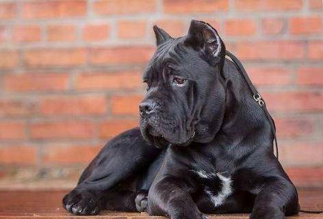 遭禁养的卡斯罗犬,你掌握是多少? 遭禁养的卡斯罗犬,你掌握是多少?