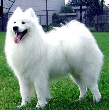 银狐犬纯净度如何看,不可或缺的一项专业技能,不会再被黑心商人蒙骗 银狐犬纯净度如何看,不可或缺的一项专业技能,不会再被黑心商人蒙