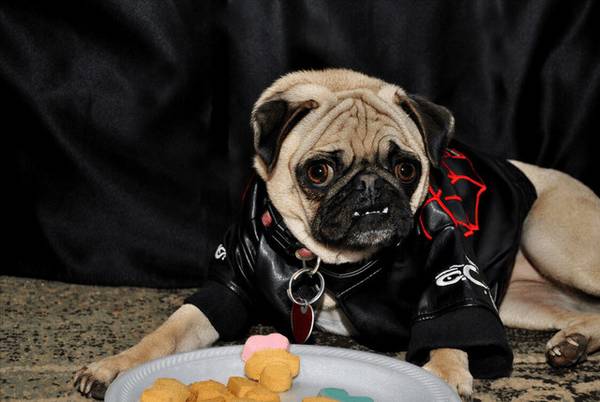 太吃大亏!这6种巴哥犬不必买,以防你后悔莫及 太吃大亏!这6种巴哥犬不必买,以防你后悔莫及