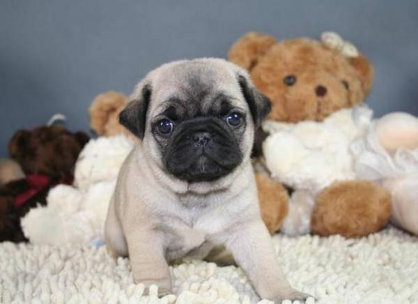 太吃大亏!这6种巴哥犬不必买,以防你后悔莫及 太吃大亏!这6种巴哥犬不必买,以防你后悔莫及