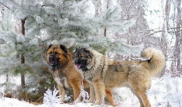 高加索犬比藏獒还要大还要凶狠的犬品种 高加索犬比藏獒还要大还要凶狠的犬品种