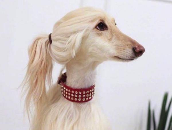 有“女神狗”头衔的阿富汗猎犬,你掌握是多少? 有“女神狗”头衔的阿富汗猎犬,你掌握是多少?