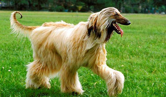 有“女神狗”头衔的阿富汗猎犬,你掌握是多少? 有“女神狗”头衔的阿富汗猎犬,你掌握是多少?