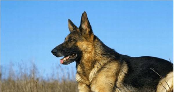 双血统和纯种狗的区别 双血统和纯种狗的区别