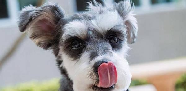 为什么小老头“雪纳瑞”比其他狗好,这种优势就充足了 为什么小老头“雪纳瑞”比其他狗好,这种优势就充足了