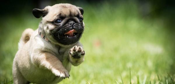 巴哥犬的优势与劣势?4个突显缺陷,再讨人喜欢萌呆都挽救不上 巴哥犬的优势与劣势?4个突显缺陷,再讨人喜欢萌呆都挽救不上