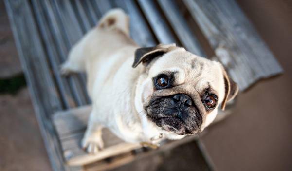 巴哥犬的优势与劣势?4个突显缺陷,再讨人喜欢萌呆都挽救不上 巴哥犬的优势与劣势?4个突显缺陷,再讨人喜欢萌呆都挽救不上