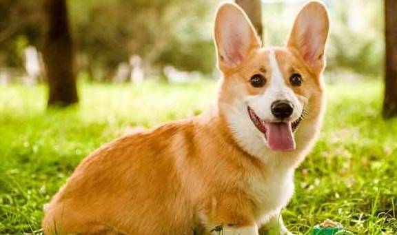 店家才不容易对你说柯基犬纯不纯,重要看这5点,别被骗! 店家才不容易对你说柯基犬纯不纯,重要看这5点,别被骗!