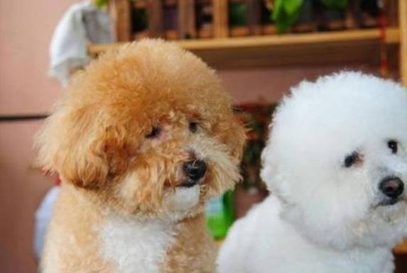 泰迪犬和比熊犬,各自有哪些相同点和区别? 泰迪犬和比熊犬,各自有哪些相同点和区别?