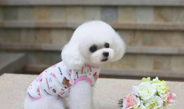 茶杯犬动则上千过万,那茶杯犬是怎么来的?看了后知道! 茶杯犬动则上千过万,那茶杯犬是怎么来的?看了后知道!