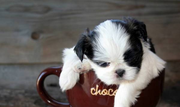茶杯犬动则上千过万,那茶杯犬是怎么来的?看了后知道! 茶杯犬动则上千过万,那茶杯犬是怎么来的?看了后知道!
