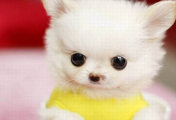 茶杯犬动则上千过万,那茶杯犬是怎么来的?看了后知道! 茶杯犬动则上千过万,那茶杯犬是怎么来的?看了后知道!