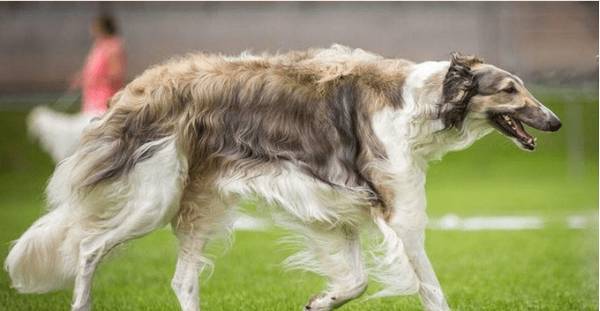 五种比哈士奇还蠢的狗狗,智力排在最后5位,谁养他们谁糟心 五种比哈士奇还蠢的狗狗,智力排在最后5位,谁养他们谁糟心