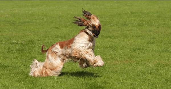五种比哈士奇还蠢的狗狗,智力排在最后5位,谁养他们谁糟心 五种比哈士奇还蠢的狗狗,智力排在最后5位,谁养他们谁糟心