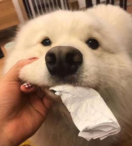 狗界拆家排行榜“8大强者”,谁养谁崩溃! 狗界拆家排行榜“8大强者”,谁养谁崩溃!