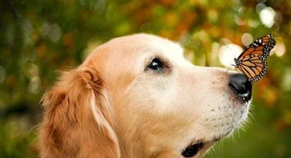 金毛和拉布拉多哪家好?你得掌握这四个益处! 金毛和拉布拉多哪家好?你得掌握这四个益处!