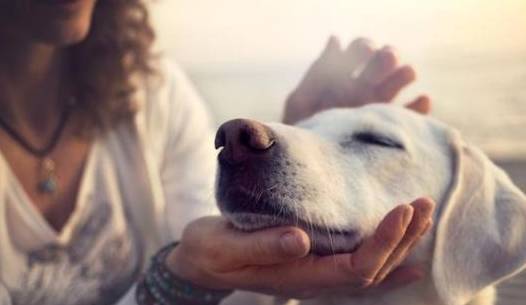 最通人性的五种狗,你对它的好,它记一辈子 最通人性的五种狗,你对它的好,它记一辈子