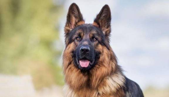 最通人性的五种狗,你对它的好,它记一辈子 最通人性的五种狗,你对它的好,它记一辈子