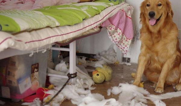 狗界拆家排行榜“8大强者”,谁养谁崩溃! 狗界拆家排行榜“8大强者”,谁养谁崩溃!