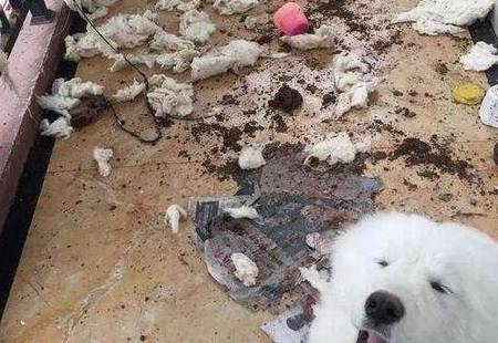 狗界拆家排行榜“8大强者”,谁养谁崩溃! 狗界拆家排行榜“8大强者”,谁养谁崩溃!