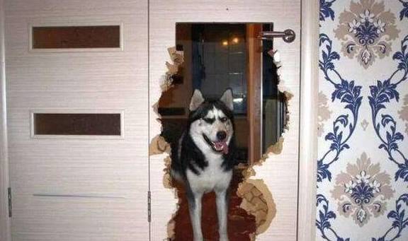 狗界拆家排行榜“8大强者”,谁养谁崩溃! 狗界拆家排行榜“8大强者”,谁养谁崩溃!