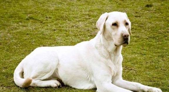 为啥拉布拉多能变成最优异的导盲犬?缘故有五个,金毛输在第四个 为啥拉布拉多能变成最优异的导盲犬?缘故有五个,金毛输在第四个