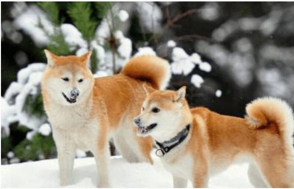 怎样的秋田犬较贵秋田犬竟然分这么多你都知道吗? 怎样的秋田犬较贵秋田犬竟然分这么多你都知道吗?