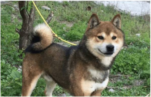 怎样的秋田犬较贵秋田犬竟然分这么多你都知道吗? 怎样的秋田犬较贵秋田犬竟然分这么多你都知道吗?