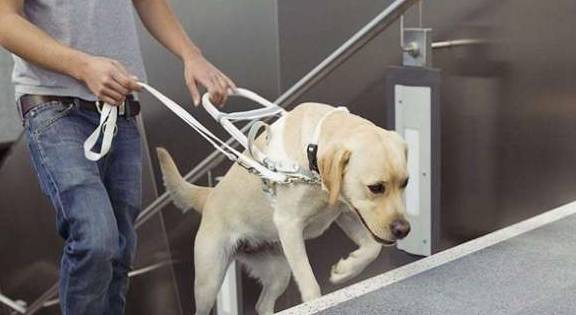 为啥拉布拉多能变成最优异的导盲犬?缘故有五个,金毛输在第四个 为啥拉布拉多能变成最优异的导盲犬?缘故有五个,金毛输在第四个
