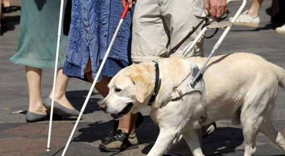 为啥拉布拉多能变成最优异的导盲犬?缘故有五个,金毛输在第四个 为啥拉布拉多能变成最优异的导盲犬?缘故有五个,金毛输在第四个