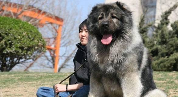 打得过比特犬的五种狗狗,藏獒入选,第五种击败藏獒只需五分钟 打得过比特犬的五种狗狗,藏獒入选,第五种击败藏獒只需五分钟